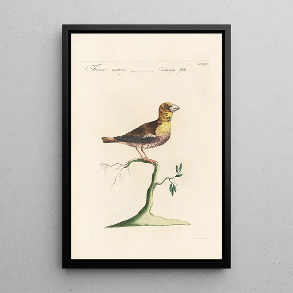Ornithologia methodice digesta Pl308 - Saverio Manetti — quadro incorniciato alla parete