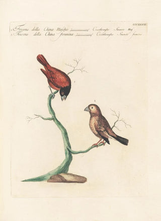 Saverio Manetti - Ornithologia methodice digesta Pl309.webp