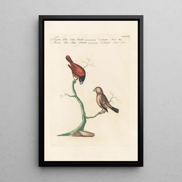Ornithologia methodice digesta Pl309 - Saverio Manetti — quadro incorniciato alla parete