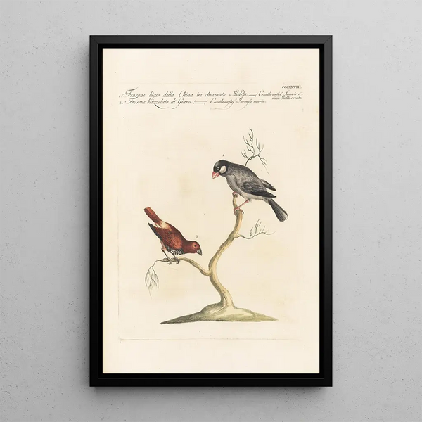 Ornithologia methodice digesta Pl310 - Saverio Manetti — quadro incorniciato alla parete
