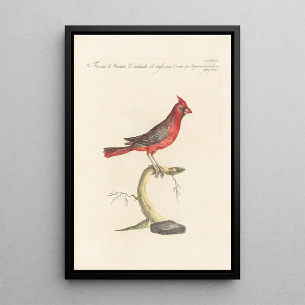 Ornithologia methodice digesta Pl311 - Saverio Manetti — quadro incorniciato alla parete