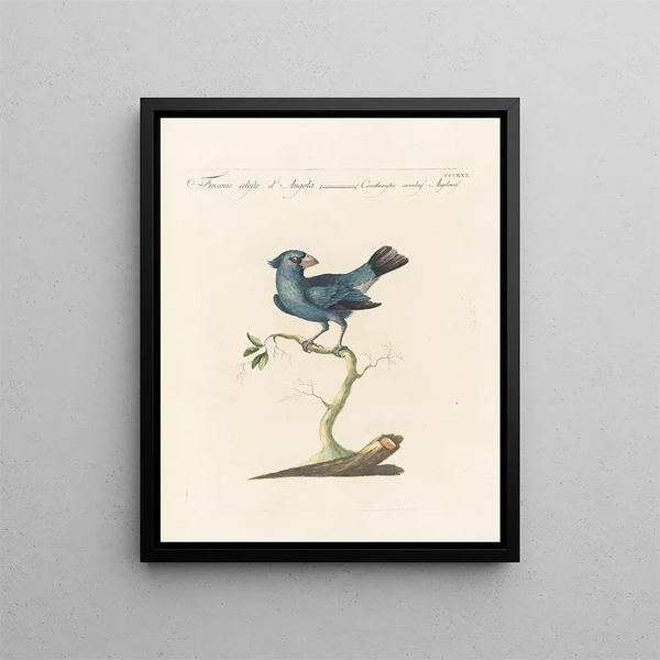 Ornithologie metodicamente digerito Pl312 - Saverio Manetti — quadro incorniciato alla parete