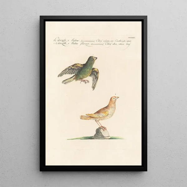 Ornithologia methodice digesta Pl313 - Saverio Manetti — quadro incorniciato alla parete