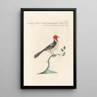 Saverio Manetti - Ornithologia methodice digesta Pl314.webp