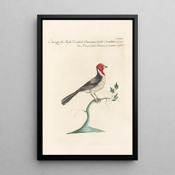Ornithologia methodice digesta Pl314 - Saverio Manetti — quadro incorniciato alla parete