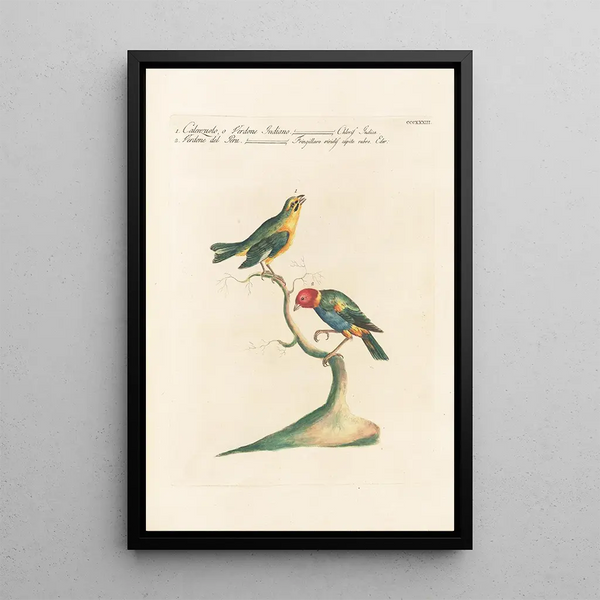 Ornithologia methodice digesta Pl315 - Saverio Manetti — quadro incorniciato alla parete
