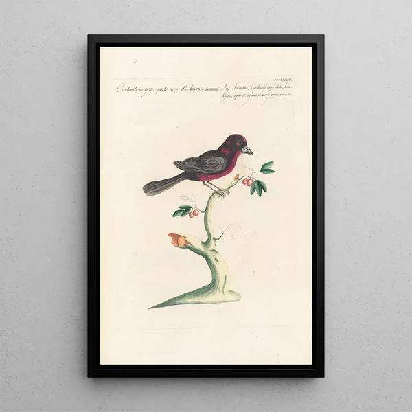 Ornithologia methodice digesta Pl316 - Saverio Manetti — quadro incorniciato alla parete