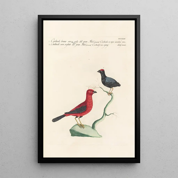 Ornithologia methodice digesta Pl317 - Saverio Manetti — quadro incorniciato alla parete