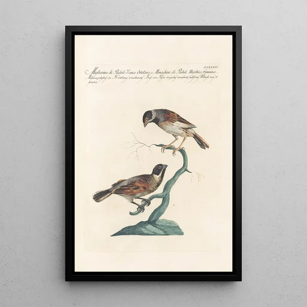 Ornithologia methodice digesta Pl318 - Saverio Manetti — quadro incorniciato alla parete