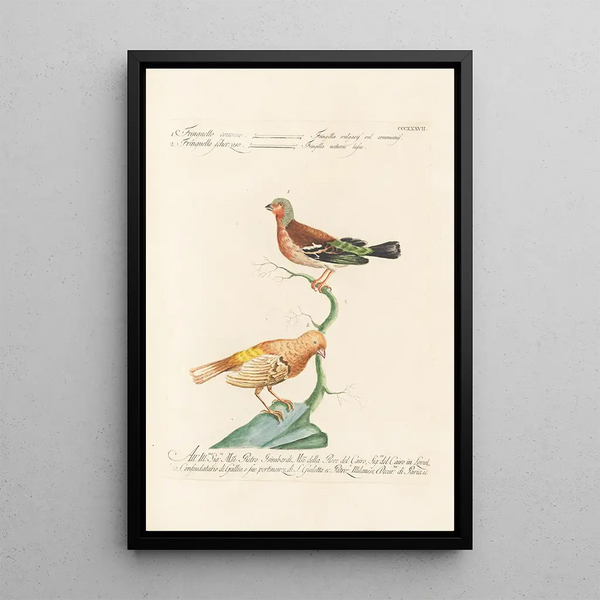 Ornithologia methodice digesta Pl319 - Saverio Manetti — quadro incorniciato alla parete