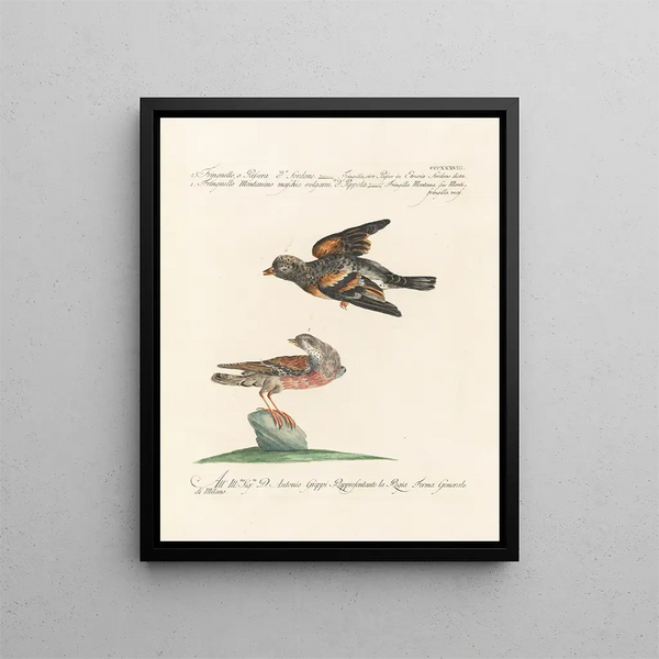 Ornithologie metodicamente digerito Pl320 - Saverio Manetti — quadro incorniciato alla parete