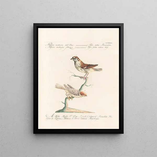 Saverio Manetti - Ornithologia methodice digesta Pl321.webp