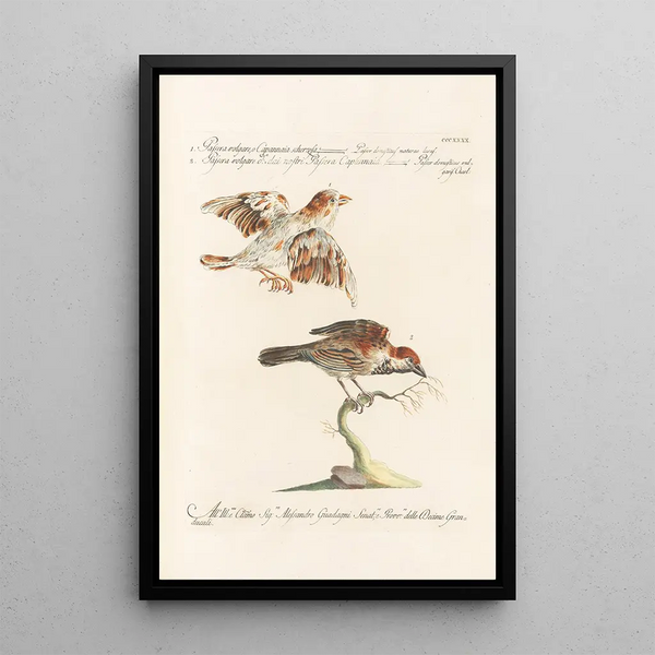 Ornithologia methodice digesta Pl322 - Saverio Manetti — quadro incorniciato alla parete