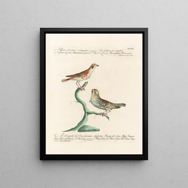 Saverio Manetti - Ornithologia methodice digesta Pl323.webp