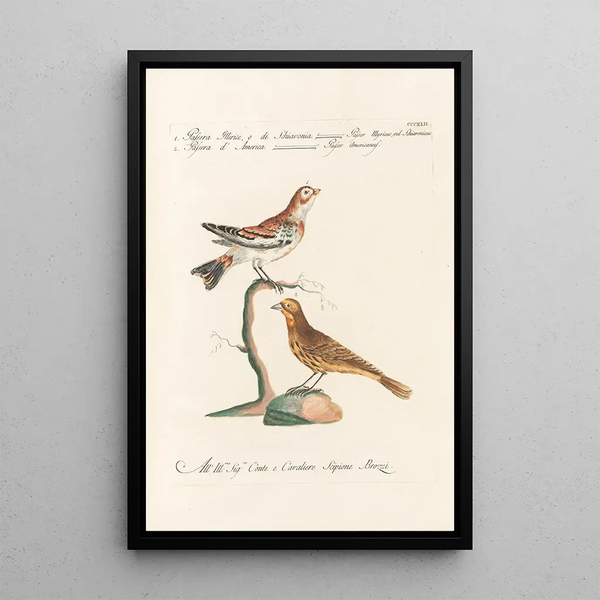 Ornithologia methodice digesta Pl324 - Saverio Manetti — quadro incorniciato alla parete