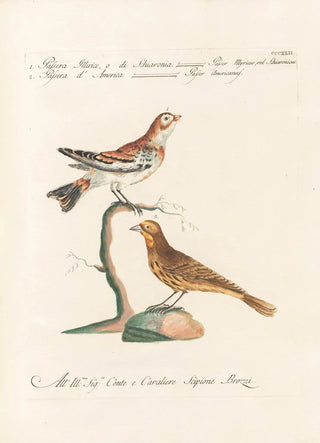 Saverio Manetti - Ornithologia methodice digesta Pl324.webp