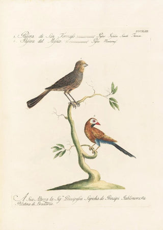 Saverio Manetti - Ornithologia methodice digesta Pl325.webp