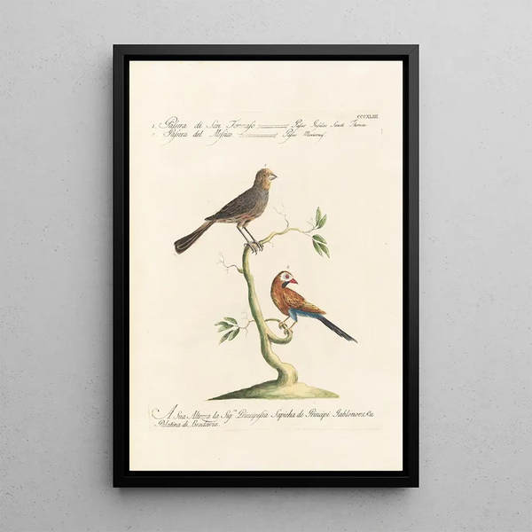 Ornithologia methodice digesta Pl325 - Saverio Manetti — quadro incorniciato alla parete