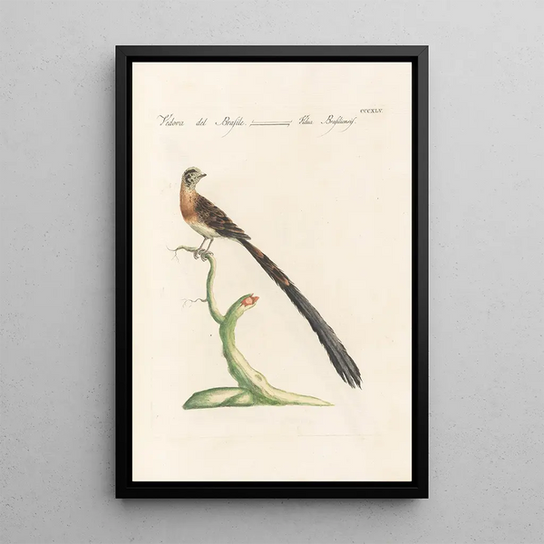 Ornithologia methodice digesta Pl327 - Saverio Manetti — quadro incorniciato alla parete