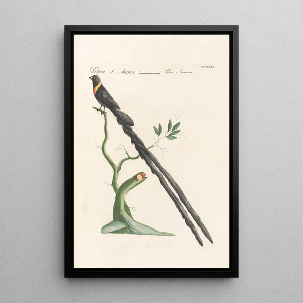 Ornithologia methodice digesta Pl328 - Saverio Manetti — quadro incorniciato alla parete