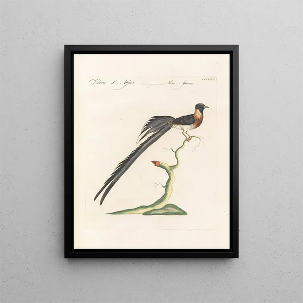 Ornithologie metodicamente digerito Pl329 - Saverio Manetti — quadro incorniciato alla parete