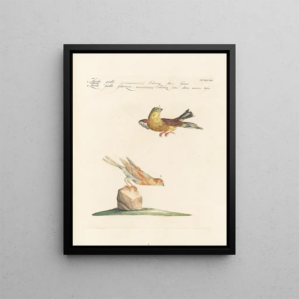 Ornithologie metodicamente digerito Pl330 - Saverio Manetti — quadro incorniciato alla parete