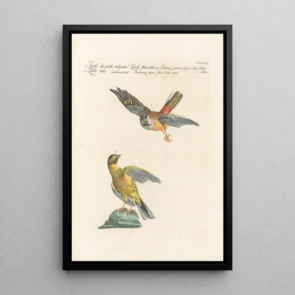 Ornithologia methodice digesta Pl331 - Saverio Manetti — quadro incorniciato alla parete