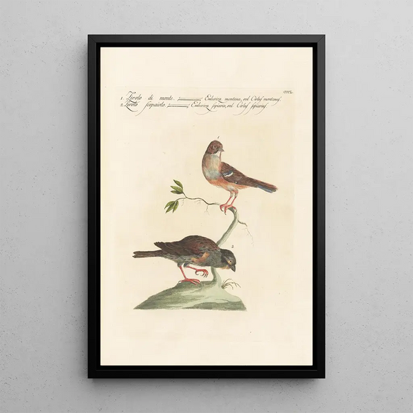 Ornithologia methodice digesta Pl332 - Saverio Manetti — quadro incorniciato alla parete