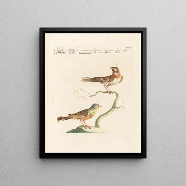 L'ornithologie metodicamente digerita Pl333 - Saverio Manetti — quadro incorniciato alla parete