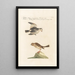 Ornithologia methodice digesta Pl334 - Saverio Manetti — quadro incorniciato alla parete