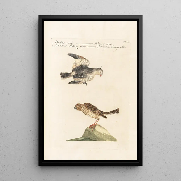 Ornithologia methodice digesta Pl334 - Saverio Manetti — quadro incorniciato alla parete