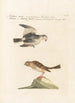 Ornithologia methodice digesta Pl334 - Saverio Manetti — vista dell’opera