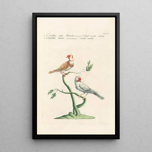 Ornithologia methodice digesta Pl336 - Saverio Manetti — quadro incorniciato alla parete