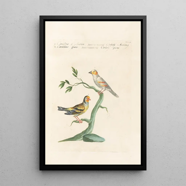 Ornithologia methodice digesta Pl337 - Saverio Manetti — quadro incorniciato alla parete