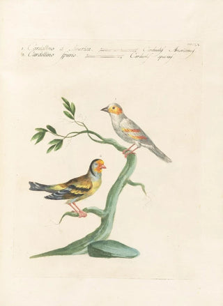 Saverio Manetti - Ornithologia methodice digesta Pl337.webp