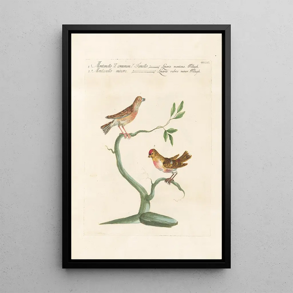 Ornithologia methodice digesta Pl338 - Saverio Manetti — quadro incorniciato alla parete