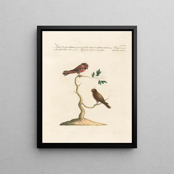 Ornithologie metodicamente digerito Pl340 - Saverio Manetti — quadro incorniciato alla parete