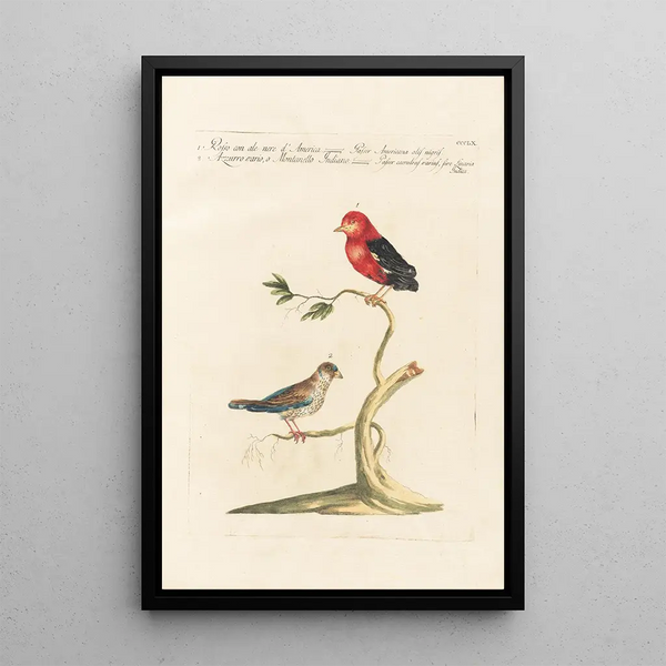 Ornithologia methodice digesta Pl342 - Saverio Manetti — quadro incorniciato alla parete