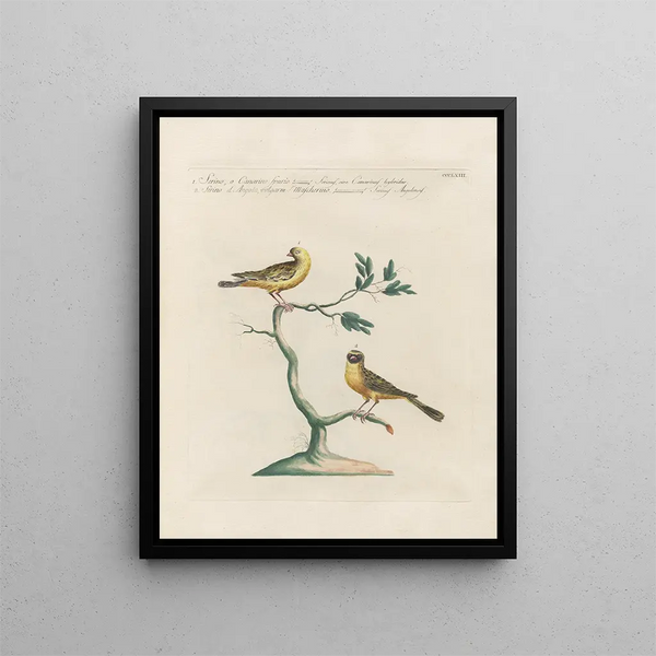 Ornithologie metodicamente digerito Pl345 - Saverio Manetti — quadro incorniciato alla parete
