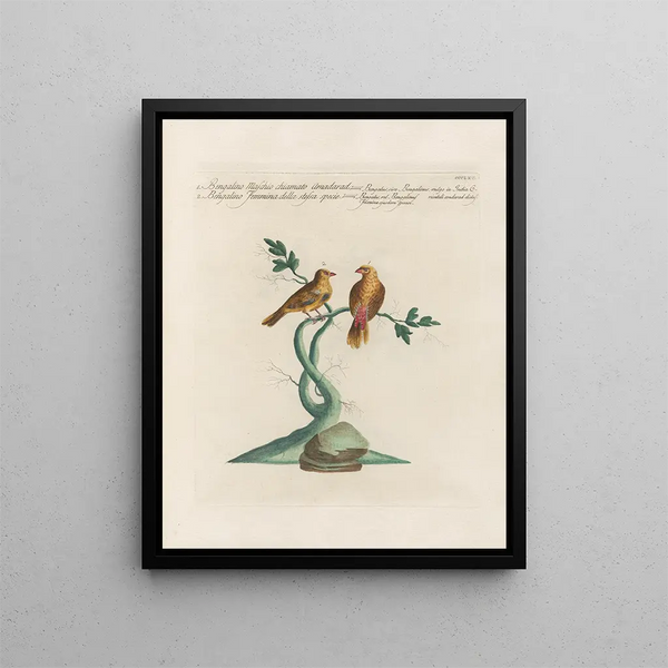 L'ornithologie metodicamente digerita Pl347 - Saverio Manetti — quadro incorniciato alla parete