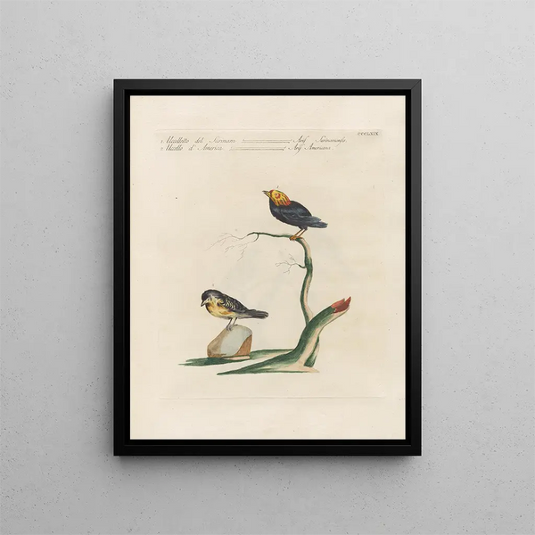 L'ornithologie metodicamente digerita Pl351 - Saverio Manetti — quadro incorniciato alla parete