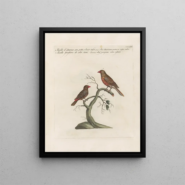 Ornithologie metodicamente digerito Pl352 - Saverio Manetti — quadro incorniciato alla parete