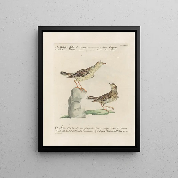 L'ornithologie metodicamente digerita Pl354 - Saverio Manetti — quadro incorniciato alla parete