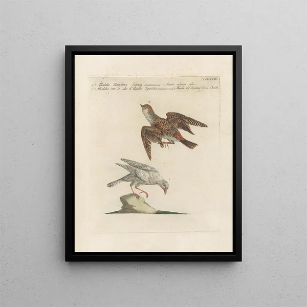 Ornithologie metodicamente digerito Pl355 - Saverio Manetti — quadro incorniciato alla parete