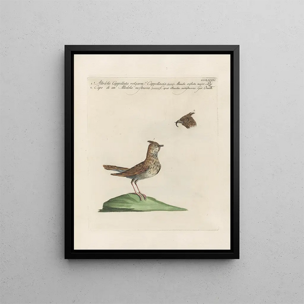 L'ornithologie metodicamente digerita Pl356 - Saverio Manetti — quadro incorniciato alla parete