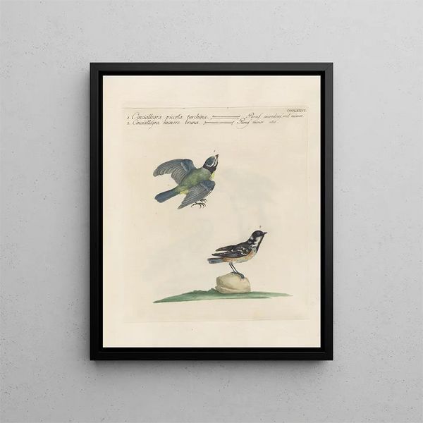 Ornithologie metodicamente digerito Pl358 - Saverio Manetti — quadro incorniciato alla parete