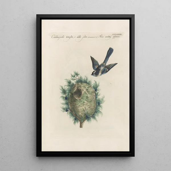 Ornithologia methodice digesta Pl361 - Saverio Manetti — quadro incorniciato alla parete
