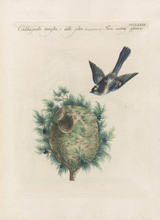 Saverio Manetti - Ornithologia methodice digesta Pl361.webp