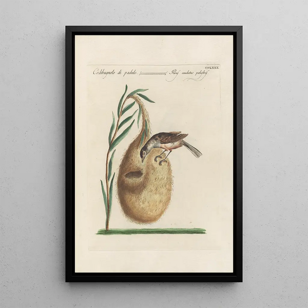 Ornithologia methodice digesta Pl362 - Saverio Manetti — quadro incorniciato alla parete