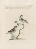 L'ornithologia metodicamente digerita Pl363 - Saverio Manetti — vista dell’opera